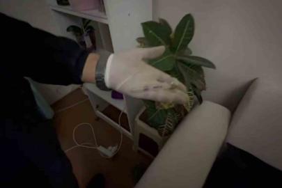 Satışa hazır hale getirilen uyuşturucuları jandarma yakaladı: 1 tutuklama