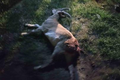 Seydişehir’de kaçak yaban keçisi avına 1 milyon 880 bin TL ceza