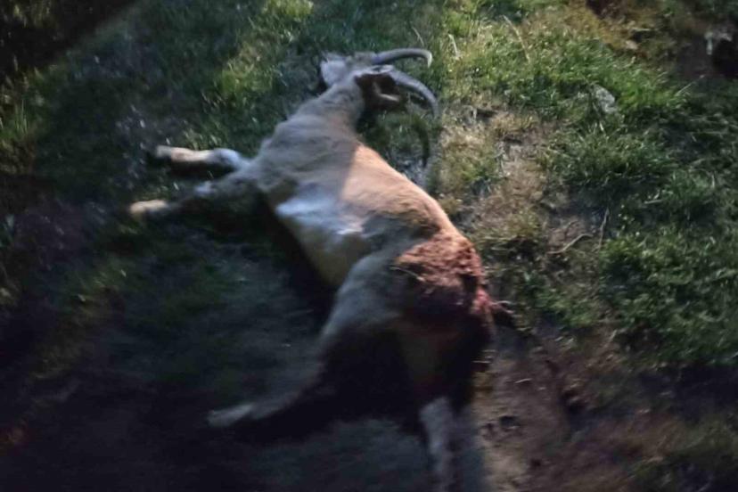 Seydişehir’de kaçak yaban keçisi avına 1 milyon 880 bin TL ceza