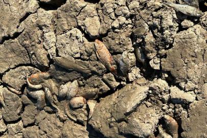 Siirt’te balık teleflerine karşı gölete 150 tonluk su takviyesi