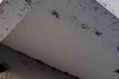 Siirt’te bir evin dış cephesini sinekler istila etti