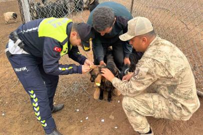 Siirt’te hayvan kazalarının önlenmesi için sürüye "reflektif bant" takıldı