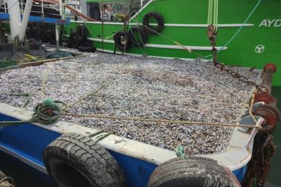 Sinop’ta hamsi denetimleri