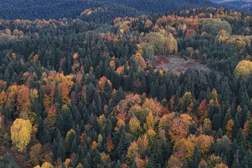 Sinop’ta sonbaharda renk cümbüşü yaşanıyor