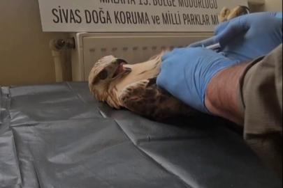 Sivas’ta bitkin halde bulunan şahin, yeniden doğaya salındı