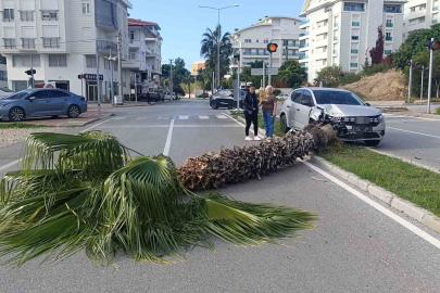 Şoförlük eğitimi yaparken refüjdeki palmiyeyi devirdi, kaza anı güvenlik kamerasına yansıdı