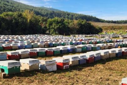 Söke’de arılı kovan tespiti yapıldı