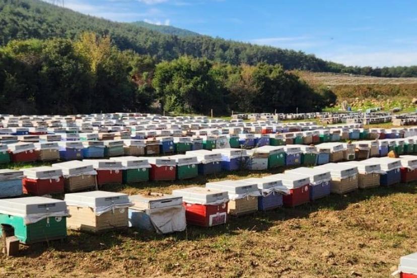 Söke’de arılı kovan tespiti yapıldı