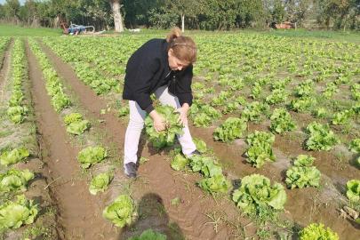 Söke’de gıda güvenliği için marul tarlalarında numune alındı
