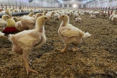 Söke’de üreticilere Kuş Gribi riski uyarısı