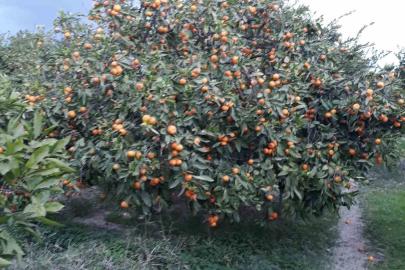 Söke’de zararlı popülasyonunda artış görüldü