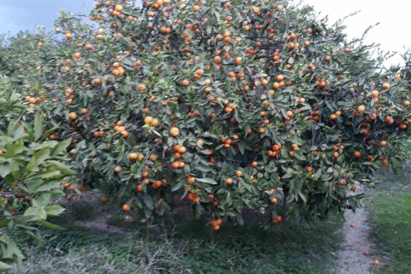 Söke’de zararlı popülasyonunda artış görüldü