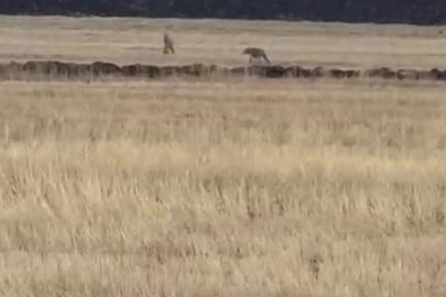 Susuz’da kurt sürüsü görüntülendi