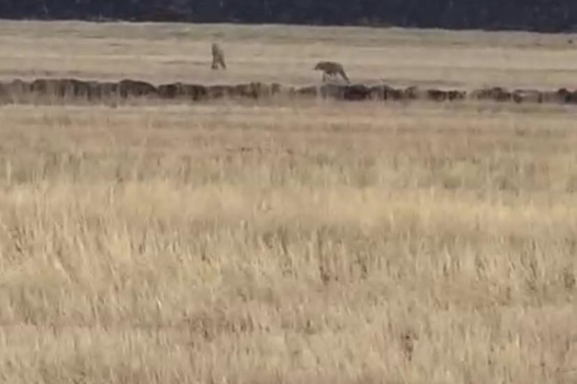 Susuz’da kurt sürüsü görüntülendi