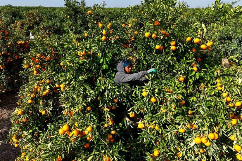 Tarım işçilerinin grevi mandalinayı dalında bıraktı: Kilosu 3 liraya kadar geriledi