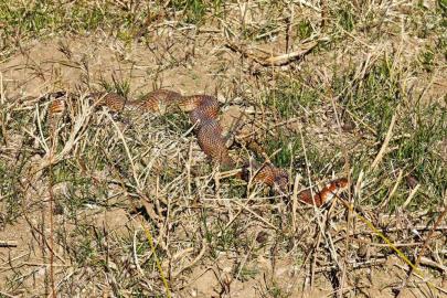 Tatvan’da nadir görülen kırmızı yılan görüntülendi