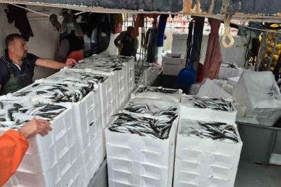 Tayfalar mutlu: Yüzlerce kasa balık yakalandı