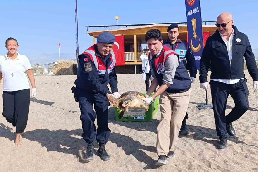 Tedavisi tamamlanan caretta caretta denizin maviliğine kulaç açtı
