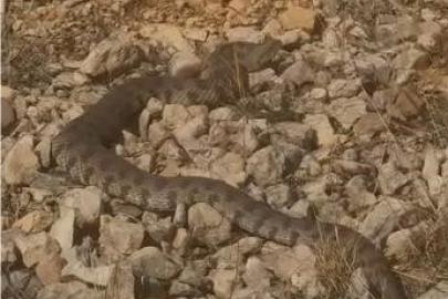 Tek ısırığı bir insanı öldürmeye yeten dev engerek yılanı görüntülendi