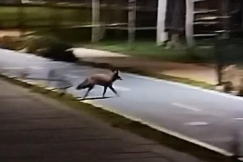 Tekirdağ sahilde tilki görüntülendi