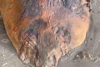 Tekirdağ sahiline vuran gizemli deniz canlısı: Kimisi fok kimisi yunus dedi