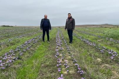 Tekirdağ’da safran üretimi yaygınlaşıyor