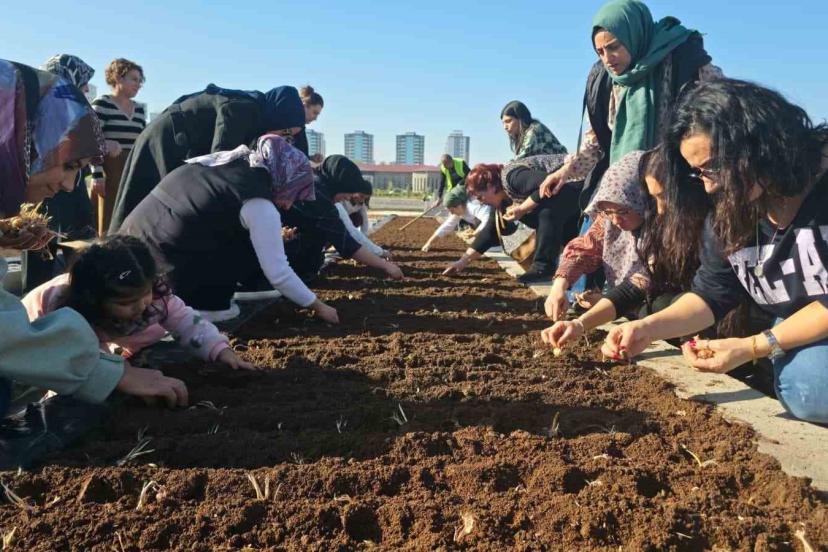 Tıbbi ve Aromatik Bitkiler Atölyesinde safran ekimi
