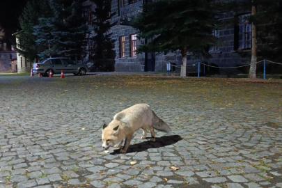 Tilkiyi bisküvi ile besledi, o anları kayda aldı