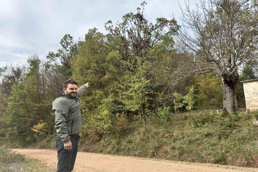 Tırmandıkları ağaçta meşe palamudu yiyen ayılar kamerada