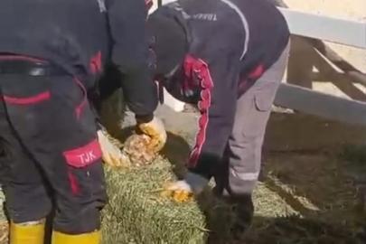 TJK Şanlıurfa Hara ve Aşım İstasyonu’nda skandal görüntüler