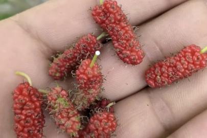 Tunceli’de dut ağacı mevsimi şaşırdı, ikinci kez meyve verdi