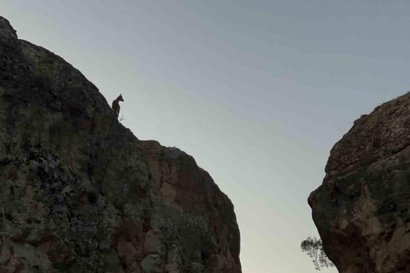 Tunceli’de koruma altındaki dağ keçileri görüntülendi