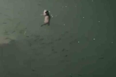 Tunceli’de su samuru görüntülendi