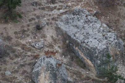 Tunceli’de vaşak görüntülendi