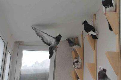 Türk fısıldayıcısı Bayburt Güvercini sesiyle büyülüyor