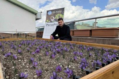 Ülkü Ocakları Genel Merkezi’nin terasında safran hasadı