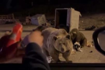 Uludağ’da ayı ailesine sucuk ziyafeti çekerken saldırıya uğradı