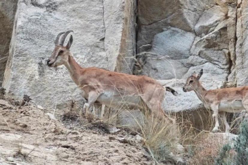 Uzundere’de dağ keçileri görüntülendi