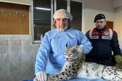 Van’da bitkin halde bulunan vaşak tedavi altına alındı