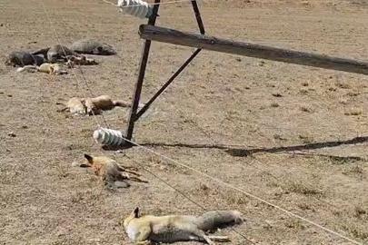 Van’da korkunç manzara: Düşen enerji hattı yaban hayvanlarını öldürdü