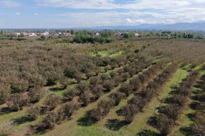Verimli topraklar ağaçlarla kaplanıyor: Çarşamba Ovası tarımdan uzaklaşıyor