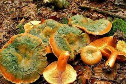 Yağışların Ardından Dağlarda Melki Mantar Bereketi: Vatandaşlar Mantar Peşinde