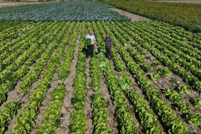 Yağmurların bereketi arttırdığı Amik Ovası’nda hasat edilen marul, 25 TL’den alıcı buluyor