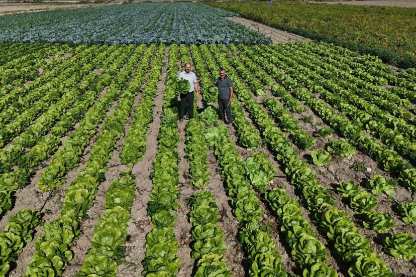 Yağmurların bereketi arttırdığı Amik Ovası’nda hasat edilen marul, 25 TL’den alıcı buluyor