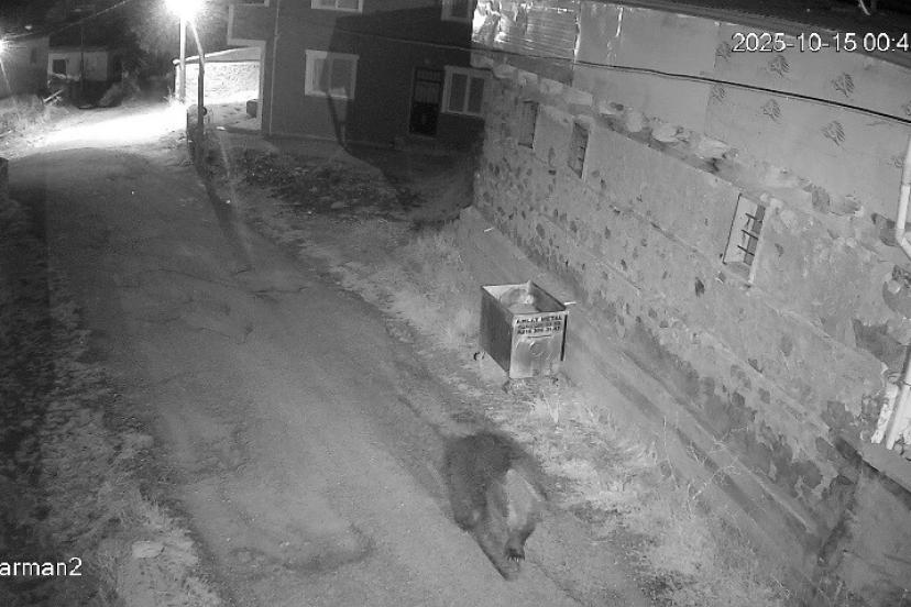 Yemek artıkları ayıların uyku düzenin bozdu, ayılar yerleşim yerlerine dadandı