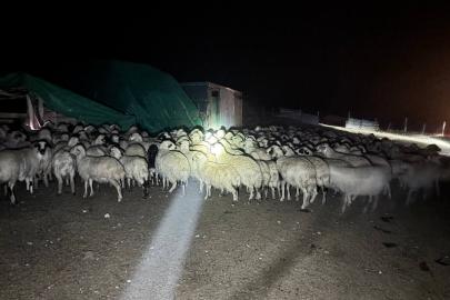 Yoğun siste kaybolan 200 koyun drone destekli aramayla bulundu