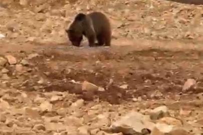 Yol kenarındaki ayıya ’hamsi’ ziyafeti verdiler