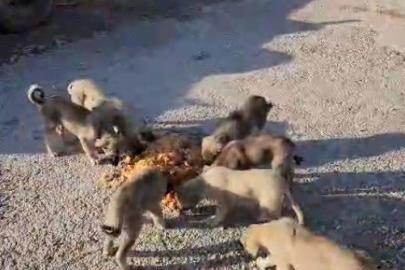 Yolda yalnız değiller: Bayburtlu şoför anne ve yavru köpekleri koca tencere yemekle besledi