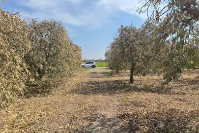 Yüreğir Ziraat Odası Başkanı Doğan: "Greyfurt üreticileri de destek programına alınmalı"