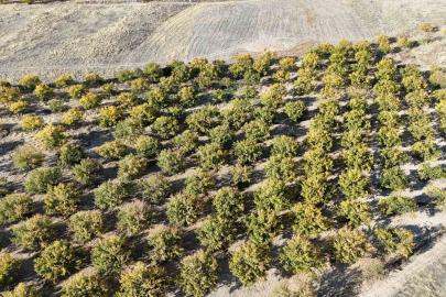 Zirai dondan etkilenen kayısı ağaçları gelecek yıl için umut veriyor